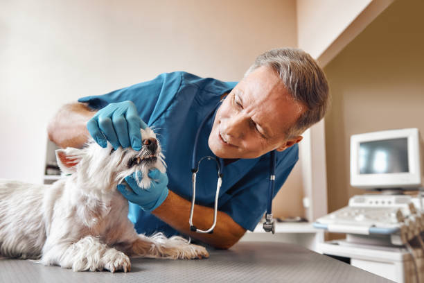 Best Emergency Dentist for Knocked-Out Tooth in Forrest City, AR